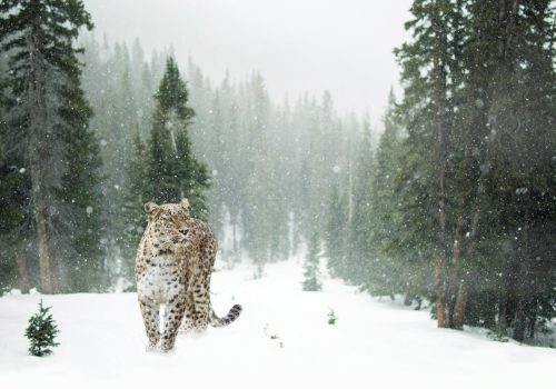 Snow Leopard