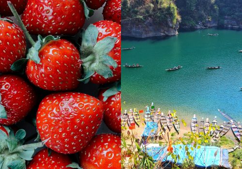 Strawberry Festival