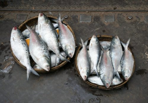Sundarban Ilish Utsav 2025 – Celebrate The Hilsa Festival (1)