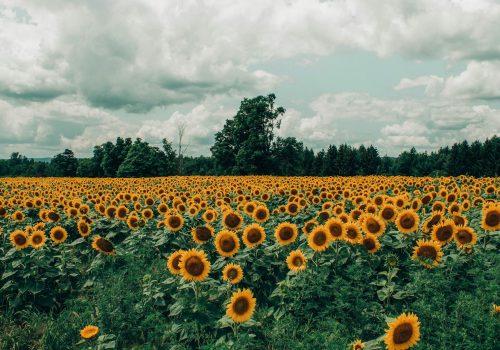 Sunflower Fields In India 