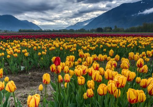 TULIP