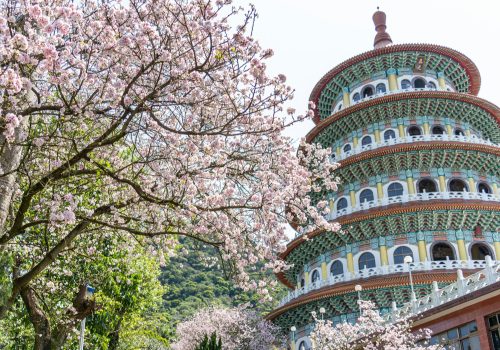Taiwan Cherry Blossom Season 2026