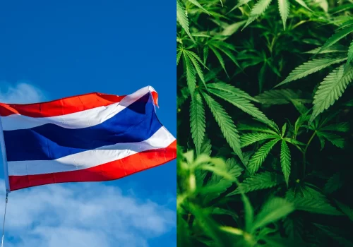 Thailand Reverses Course on Cannabis