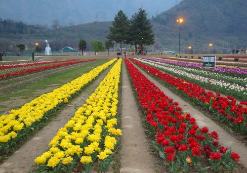 Srinagar's Tulip Garden