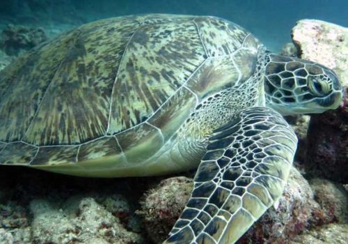 Turtle_1