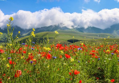 valley of flowers uttarakhand