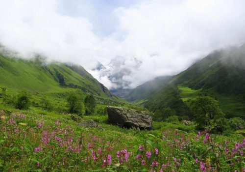 Valley Of Flowers