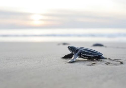 Velas turtle festival