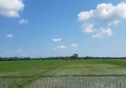 Assam Travel Guide