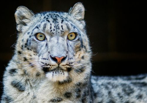 Wildlife Sanctuary In Ladakh