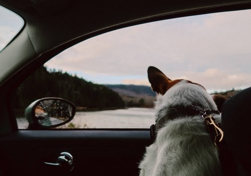a-guide-to-traveling-with-your-dog-1