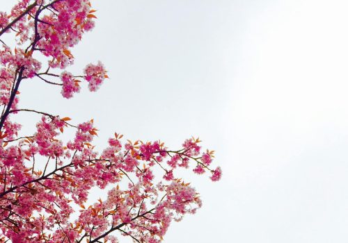 apricot blossom festival