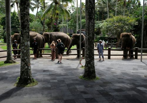 Bans Elephant Rides