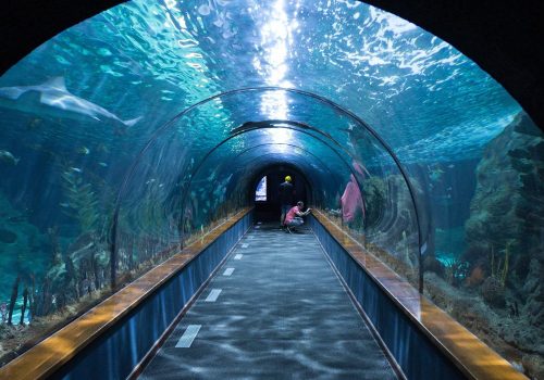 best aquariums india