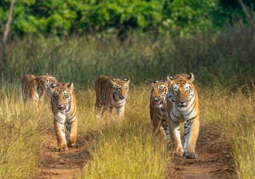 Best National Parks To Visit In India