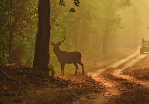 best wildlife safaris in the world