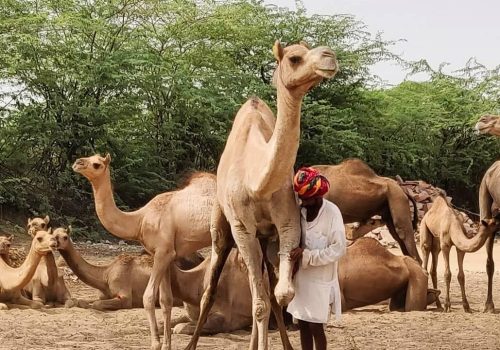 Bishnoi Village Safari