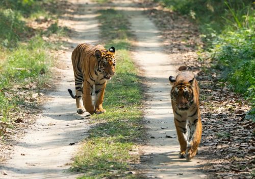 byculla zoo new tigers