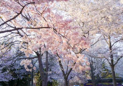 cherry blossom festival shillong