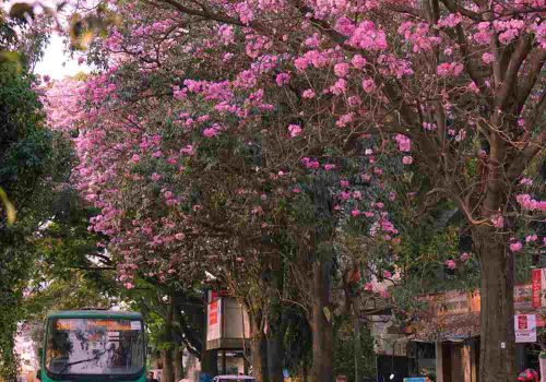 cherry blossom in mumbai