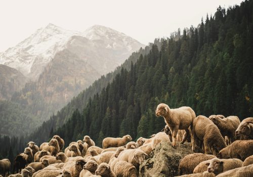 dibya-jyoti-ghosh-AgxNjvE8KTE-unsplash-Pahalgam-Kashmir