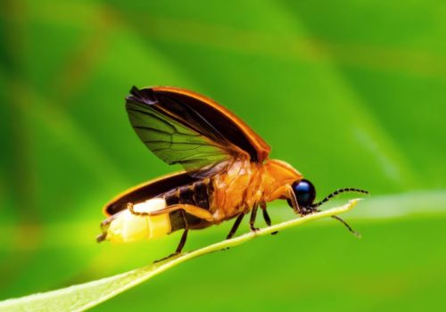 fireflies festival