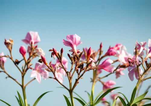 flowers-1