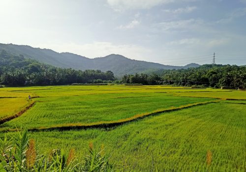 green-fields-Kerala