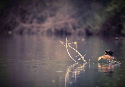 gujarat-wetland-1