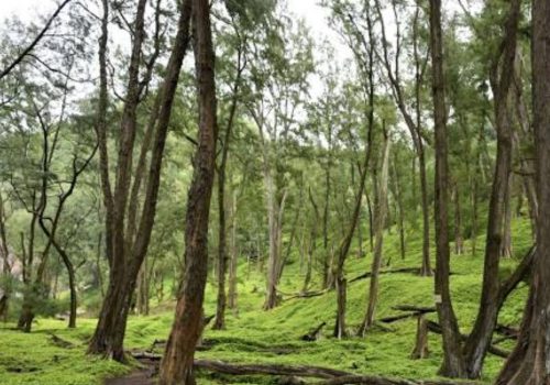 kona forest