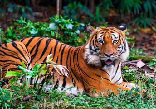 maharashtra new tiger reserves