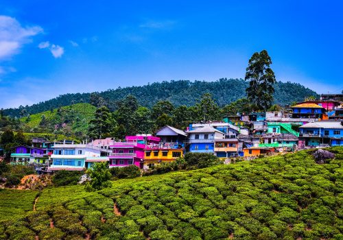munnar65