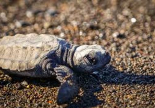 olive ridley turtle