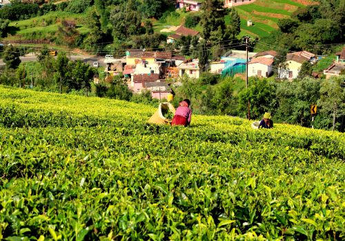 ooty-tea-estate