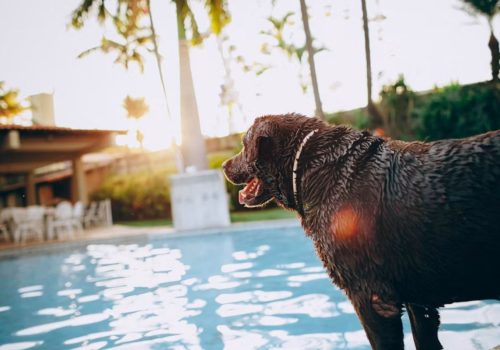pet-friendly Staycation Near Bangalore