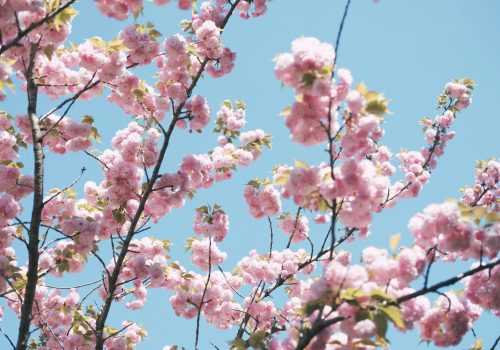 Shillong Cherry Blossom Festival