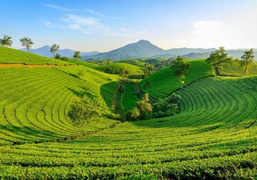 tea plantations india