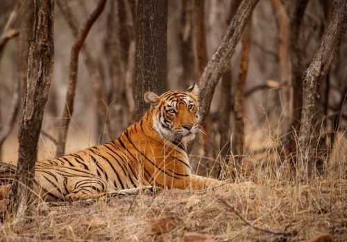 Tiger Safaris