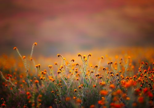 valley-of-flowers